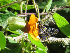 Catasticta teutila flavomaculata