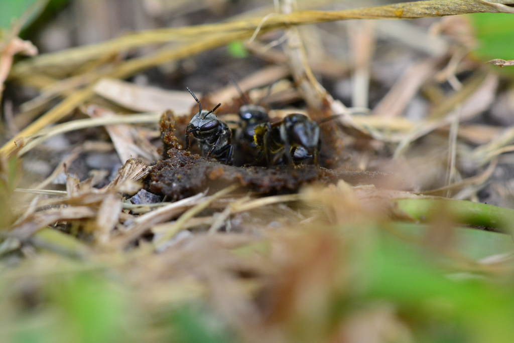 Acapulco Ground-Stingless bee