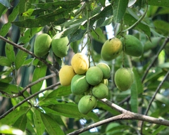 Mangifera indica image