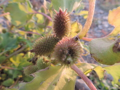 Xanthium