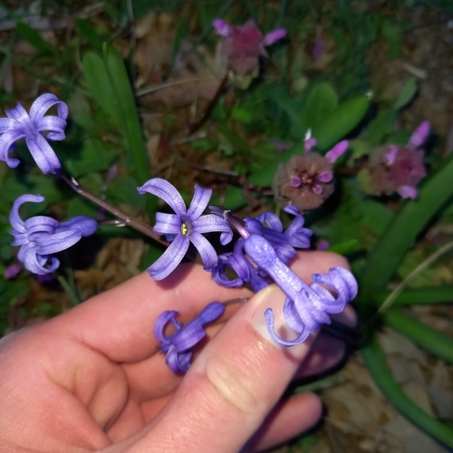 Zumbul (Hyacinthus orientalis)