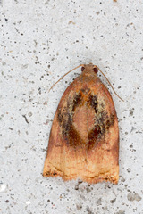 Archips podana