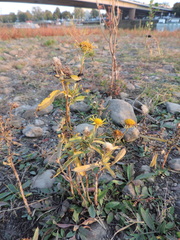 Pentanema britannica