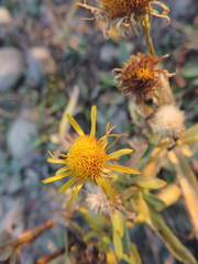 Pentanema britannica