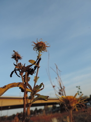 Pentanema britannica