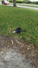 Cairina moschata domestica