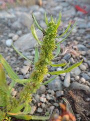 Rumex maritimus