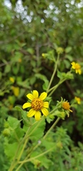 Simsia foetida