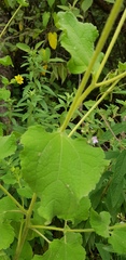 Simsia foetida