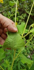Simsia foetida