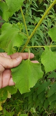 Simsia foetida