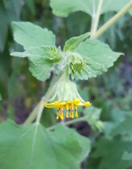 Simsia foetida