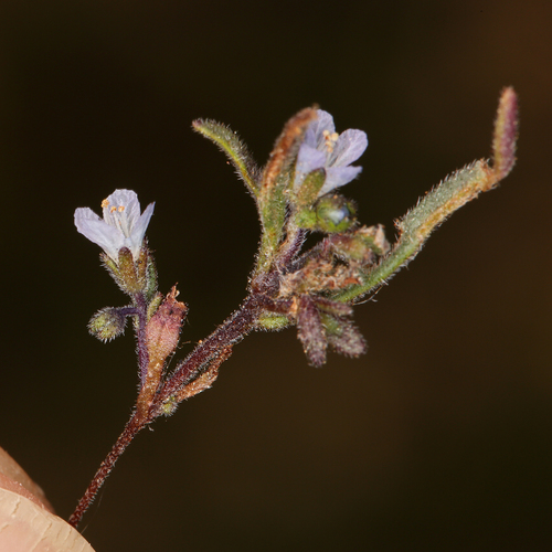 Siskiyou phacelia (Phacelia leonis)