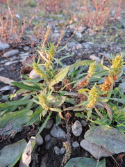 Rumex maritimus
