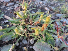 Rumex maritimus
