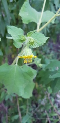 Simsia foetida