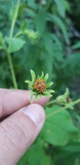 Simsia foetida