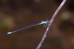 Enallagma divagans