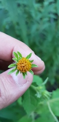 Simsia foetida