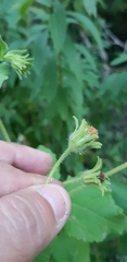 Simsia foetida