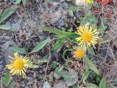 Pentanema britannica