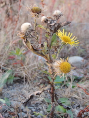 Pentanema britannica