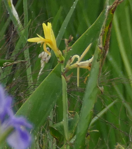 Canna glauca
