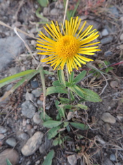 Pentanema britannica