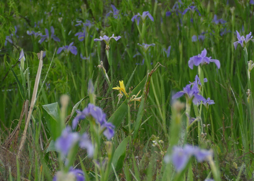 Canna glauca
