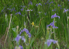 Iris hexagona, photograph (c) Wendy McCrady, some rights reserved (CC BY)