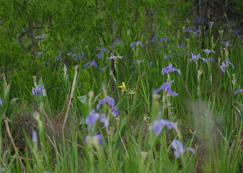 Canna glauca
