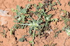 Parthenium bipinnatifidum