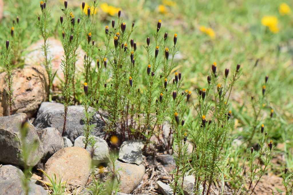 Tagetes coronopifolia