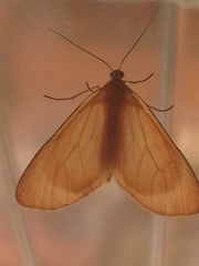 Eubaphe