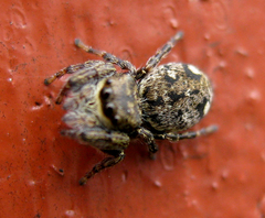 Bianor balius