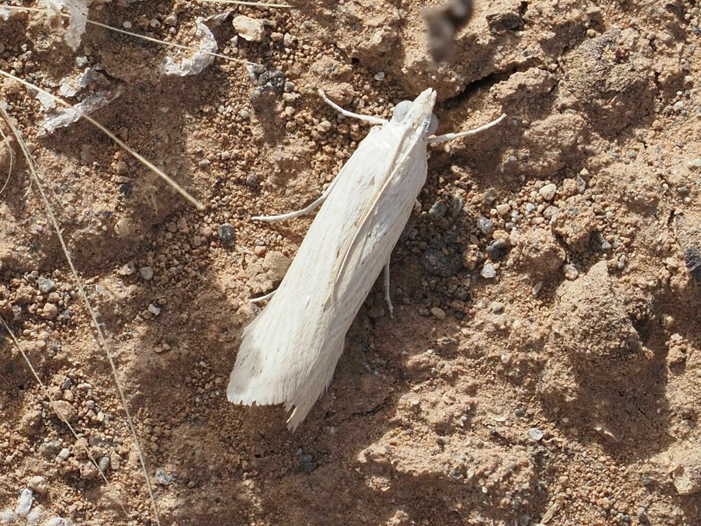 Pale Knot-horn