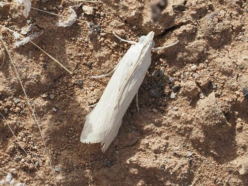 Pale Knot-horn