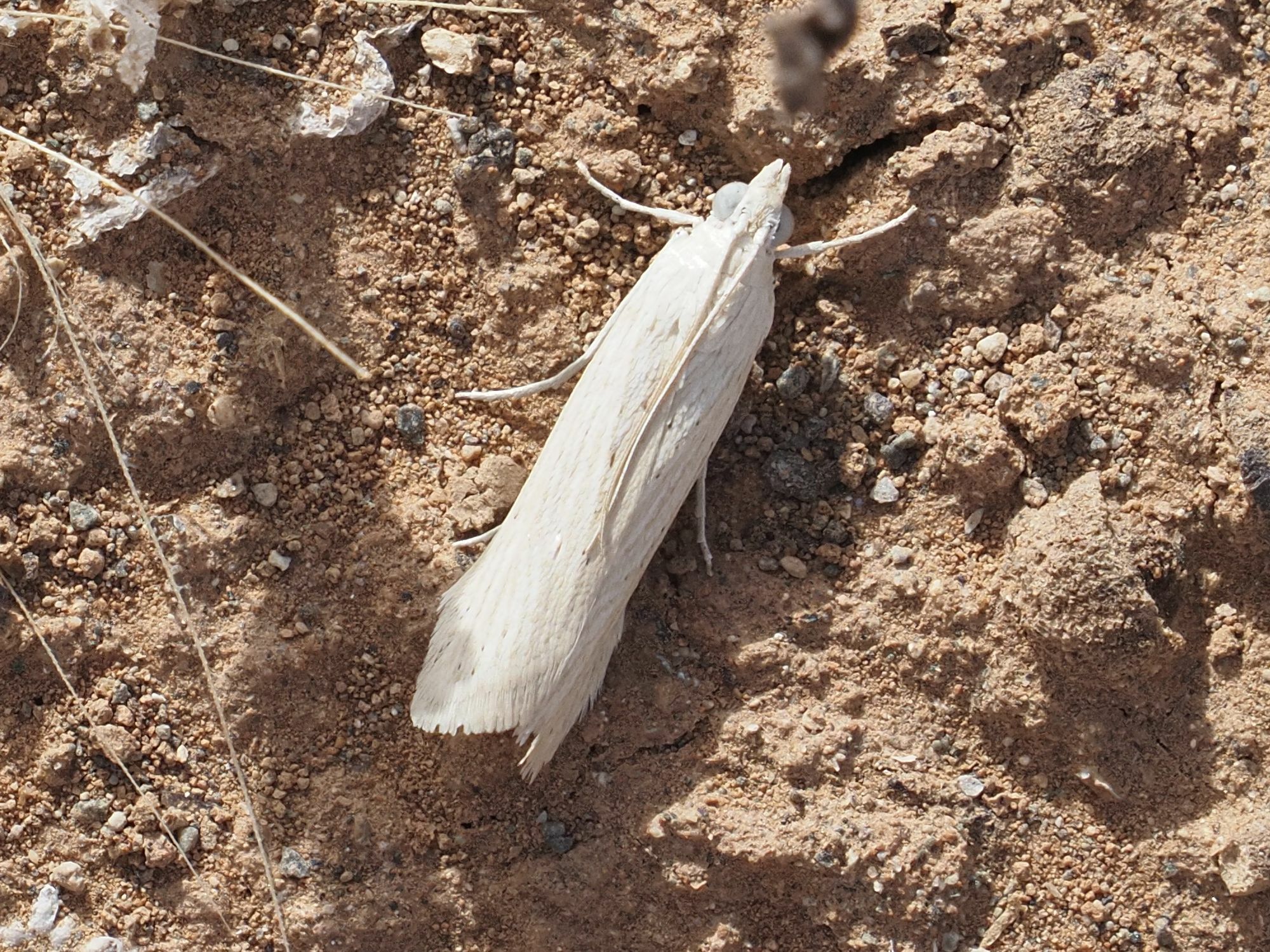 Ancylodes pallens