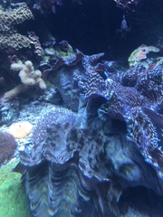 Tridacninae