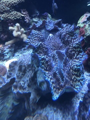 Tridacninae