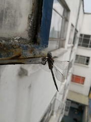 Rhionaeschna multicolor