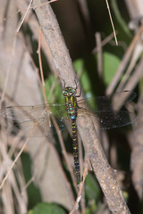 Rhionaeschna psilus