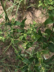 Euphorbia floridana