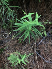 Euphorbia floridana