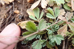 Potentilla acaulis