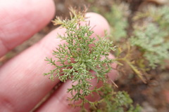 Artemisia adamsii