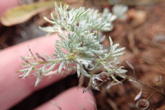 Artemisia adamsii