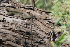 Masticophis schotti ruthveni