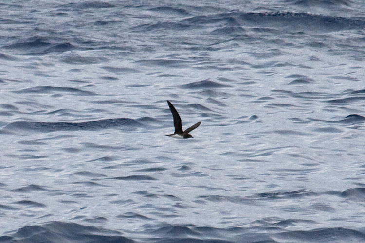 Beck's Petrel illustration