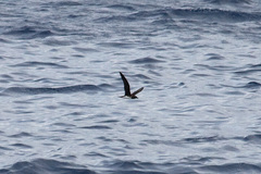 Beck's Petrel photo 1